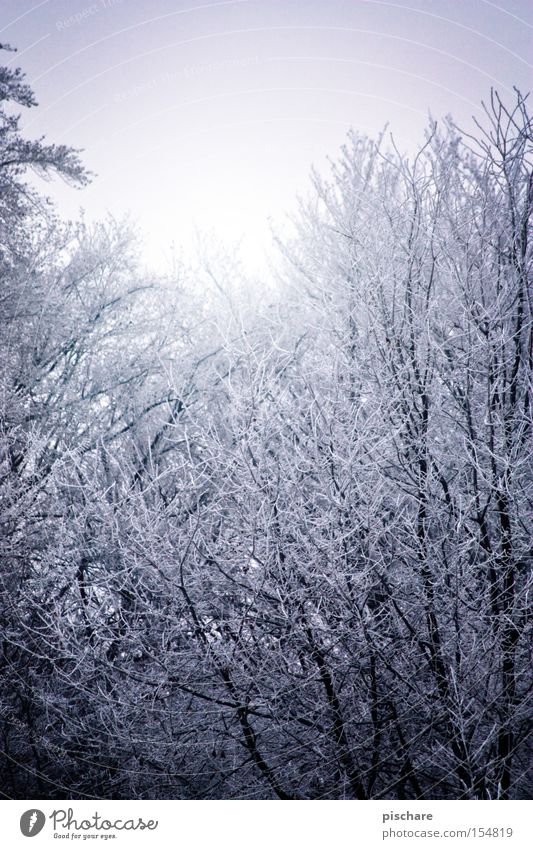 (r)auf zum raureif Winter Eis Frost Baum Wald kalt blau Raureif Ast pischare Schnee Farbfoto Außenaufnahme Menschenleer Morgen Licht Starke Tiefenschärfe
