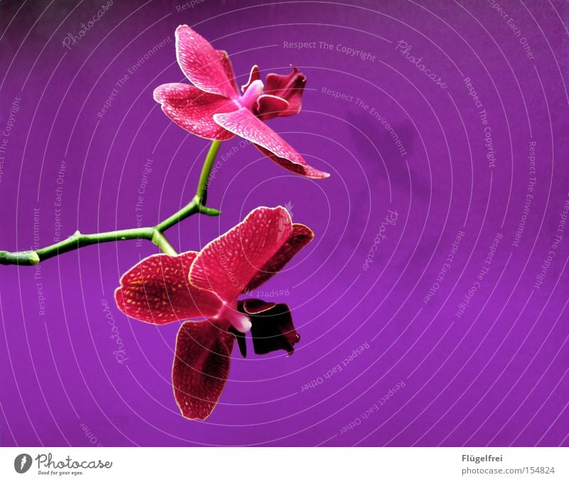 Orchidee exotisch schön Sommer Umwelt Natur Pflanze Blume Blüte Wachstum violett rosa Stengel Farbstoff Strukturen & Formen neutral mehrfarbig Innenaufnahme