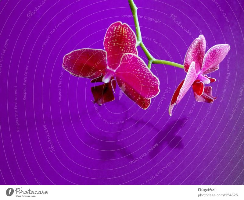 Orchidee exotisch schön Umwelt Natur Pflanze Blume Blüte Wachstum violett rosa Stengel Kontrast mehrfarbig Innenaufnahme Textfreiraum links Textfreiraum unten