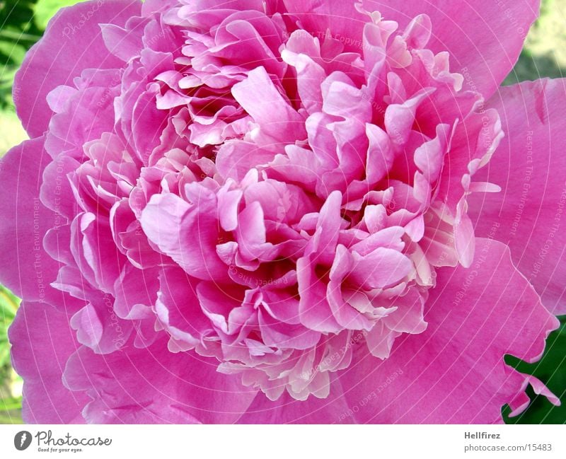 Blütenpracht Blume rosa Frühling Facetten Makroaufnahme