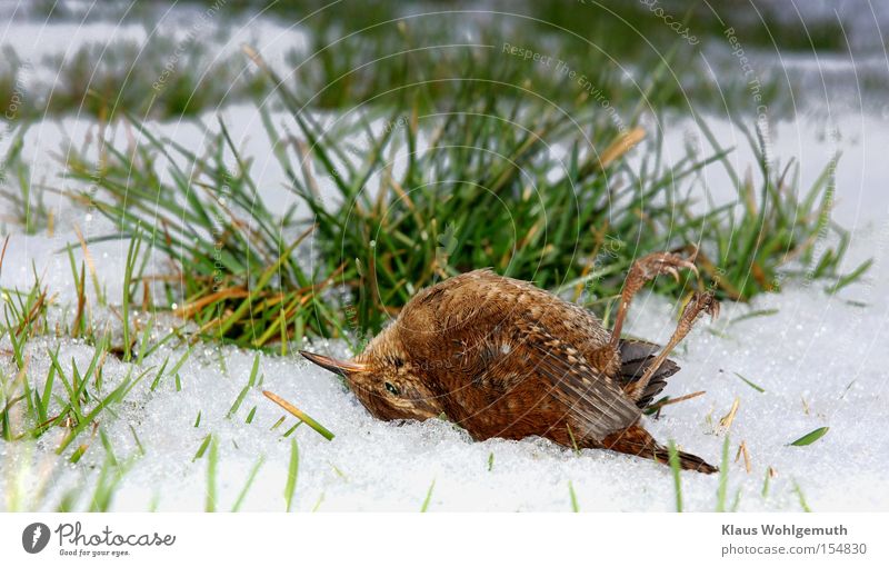 Ein Zaunkönig liegt tot im Schnee einer winterlichen Wiese Winter Tod Vogel Eis Frost kalt Gras Halm Feder Einsamkeit allein Gefieder Krallen Tageslicht
