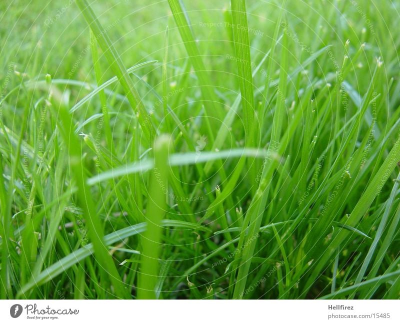 Morgenidylle Gras Frühling Makroaufnahme Frisch Geschitten