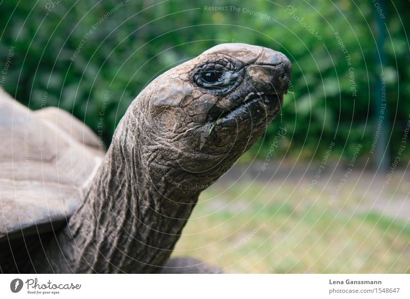 Schildkröte guckt Zoo Tier Sommer Schönes Wetter Sträucher Aldabra-Riesenschildkröte (Geochelone gigantea) 1 beobachten Essen Fressen genießen Kommunizieren