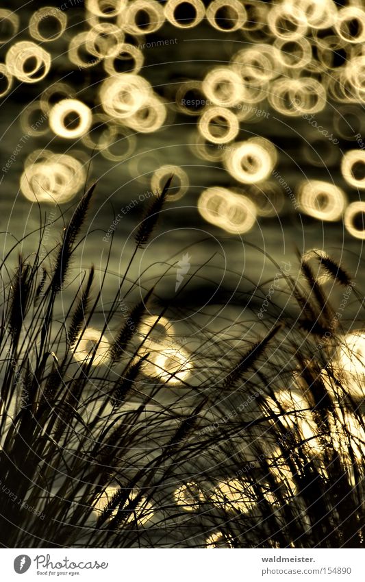 Gras Wasser See Reflexion & Spiegelung glänzend Kreis Unschärfe Spiegellinsenobjektiv (Effekt) Lichtkreis Lichtfleck leuchten Silhouette Lichtspiel Schilfrohr