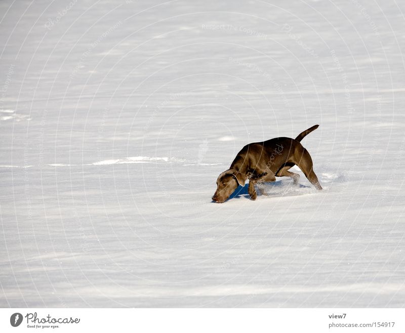 Schneegestöber Suche Hund Geruch kreisen Weimaraner Winter Schneedecke Fell Angelrute Nase laufen Rennsport Freude Säugetier stöbern such
