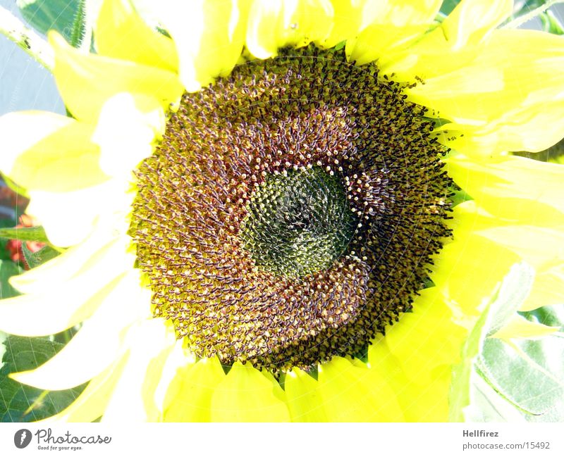 Sonnenblume [3] gelb dunkel Kontrast hell Makroaufnahme