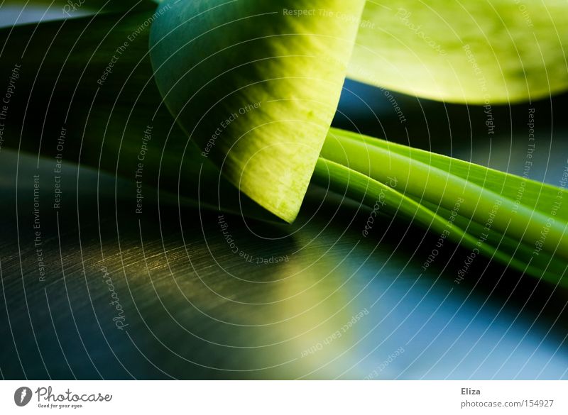 Nahaufnahme eines grünen Blattes einer Tulpe Frühling Stengel Reflexion & Spiegelung edel Natur Makroaufnahme dunkel saftig abstrakt Pflanze Reflektion modern