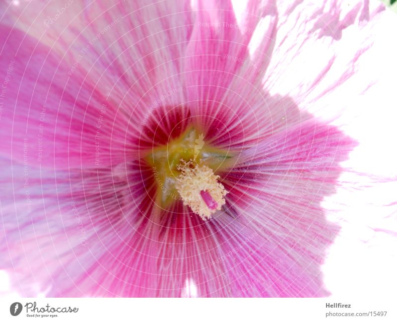 Blütenstaub [3] Pollen rosa Licht Blattadern