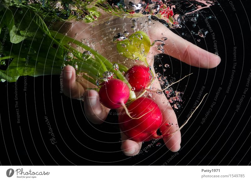 Radieschen Lebensmittel Gemüse Ernährung Bioprodukte Vegetarische Ernährung Hand 1 Mensch frisch Gesundheit lecker Sauberkeit grün rot Reinlichkeit genießen