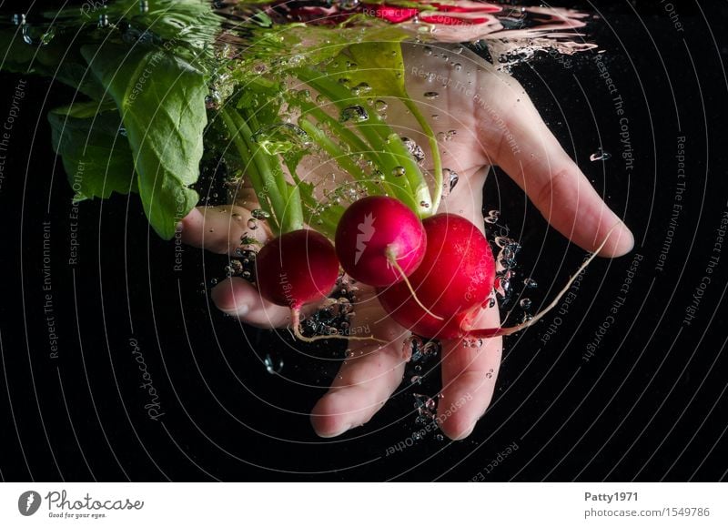 Radieschen Lebensmittel Gemüse Ernährung Bioprodukte Vegetarische Ernährung Hand 1 Mensch frisch Gesundheit lecker Sauberkeit grün rot Reinlichkeit genießen