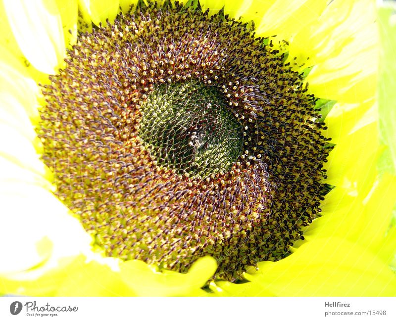 Sonnenblume [4] gelb dunkel Kontrast hell Makroaufnahme