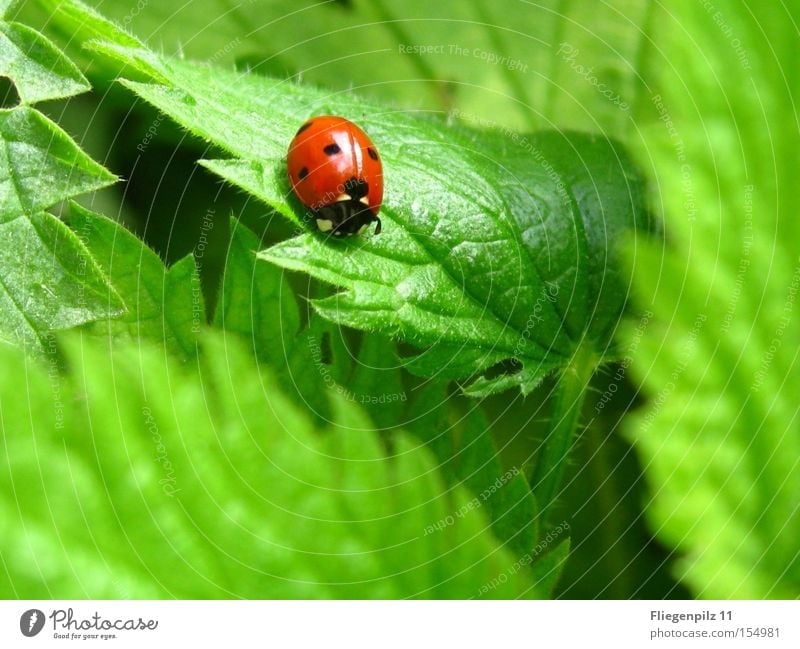 Marienkäfer auf Brennessel 3 Natur Pflanze Blatt Tier 1 genießen eckig stachelig grün rot Zufriedenheit Brennnessel Zacken grasgrün Heilpflanzen Unkraut
