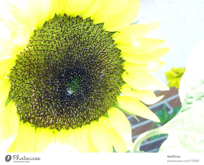Sonnenblume [5] gelb dunkel Kontrast hell Makroaufnahme