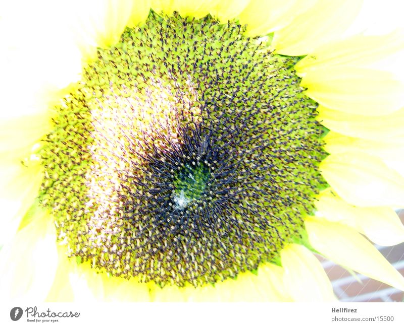 Sonnenblume [6] gelb dunkel Kontrast hell Makroaufnahme