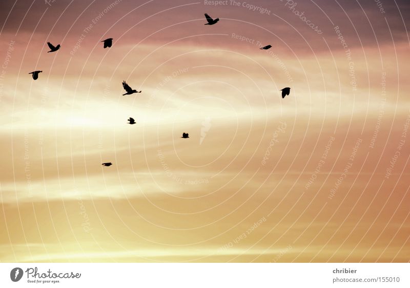FlugKünstler Vogelschwarm Krähe Sonnenaufgang Sonnenuntergang fliegen frei Wolken Wind Wetter ruhig Nebel Morgennebel schön Himmel Luftverkehr chribier