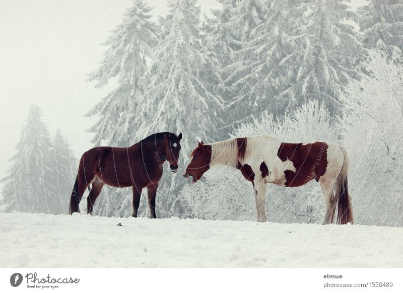einer lachte sich scheckig Winter Schnee Baum Wald Nutztier Pferd 2 Tier Spaßvogel Witz Schecke Brauner Kommunizieren lachen stehen Zusammensein braun weiß