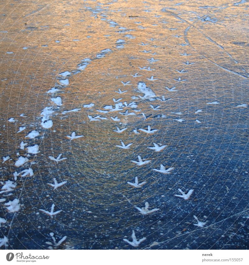 Marsch auf Eis Fußspur wandern Verkehr Spuren gefroren See kreuzen Wegkreuzung Glätte frieren kalt Winter Vogel Fußmarsch Vogelspuren kalte Füße Blitzeis