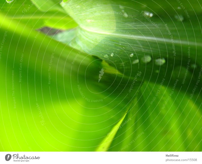 Bizarre Formen Blatt grün grell Silhouette Wassertropfen Mais Profil