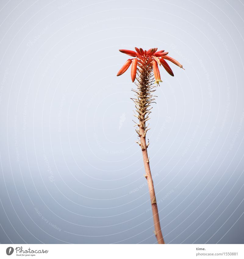 wachsen & gedeihen | im Herbst des Lebens Himmel Schönes Wetter Pflanze Blatt Blüte Aloe Teneriffa stehen ästhetisch exotisch natürlich stachelig rot Ehre