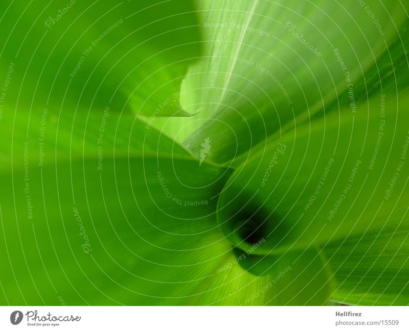 Bizarre Formen [2] Blatt grün grell Silhouette Mais Profil Kontrast