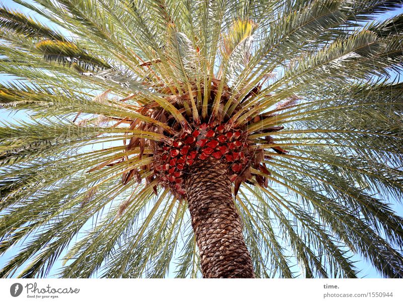 Everlasting Feuerwerk Umwelt Natur Himmel Frühling Schönes Wetter Pflanze Baum exotisch Palme Palmendach Garten Blühend hängen stehen Wachstum sportlich