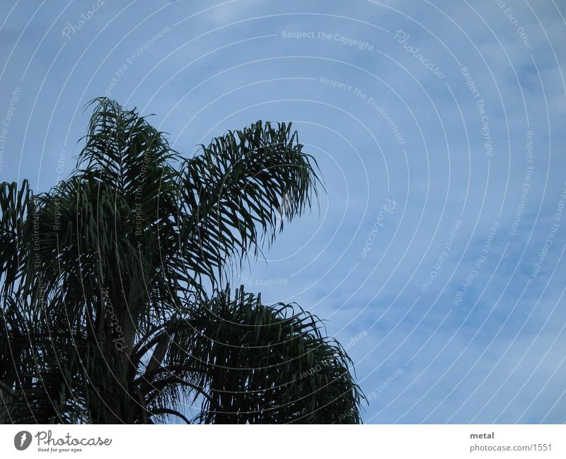 Palmenhimmel Blatt Baum Wolken grün Detailaufnahme Himmel blau