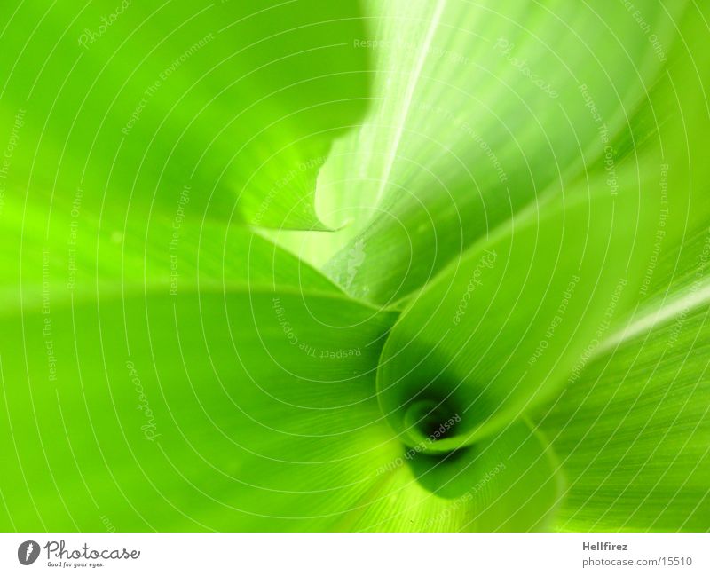 Bizarre Formen [4] Blatt grün grell Silhouette Mais Profil Kontrast