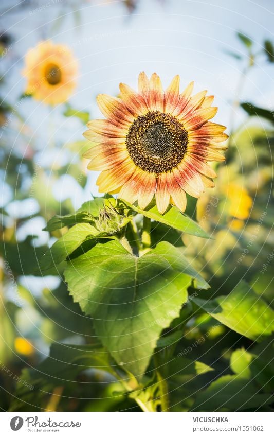 Sonnenblume über Sommergarten Lifestyle Garten Dekoration & Verzierung Natur Pflanze Sonnenlicht Herbst Schönes Wetter Wärme Blume Blatt Blüte Park Feld gelb