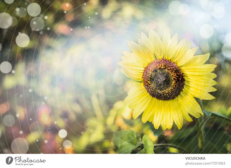 Sommer Natur Hintergrund mit Sonnenblume Design Garten Dekoration & Verzierung Pflanze Sonnenlicht Herbst Schönes Wetter Blume Park Wiese Unschärfe Blatt grün
