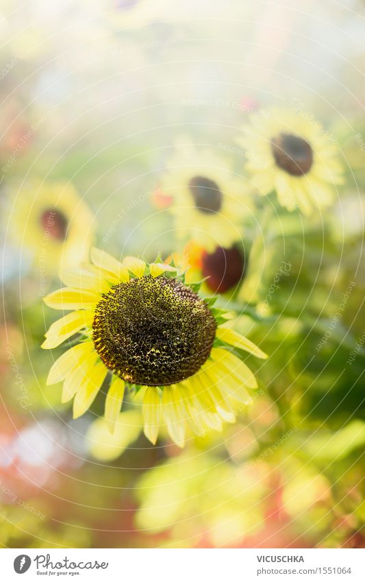 Sommer Natur Hintergrund mit Sonnenblumen Lifestyle Garten Pflanze Sonnenlicht Schönes Wetter Park Design Hintergrundbild Sonnenblumenfeld Unschärfe schön Feld