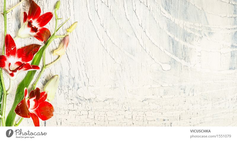 Shabby Hintergrund mit roten Orchideen Stil Design Wellness Sommer Häusliches Leben Dekoration & Verzierung Tisch Valentinstag Natur Pflanze Blume Blatt Blüte