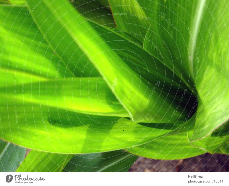 Bizarre Formen [6] Blatt grün grell Silhouette Mais Profil Kontrast Vergröberung