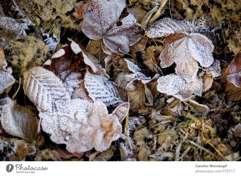 Frost II. Blatt Winter Natur kalt gefroren Eis Schnee