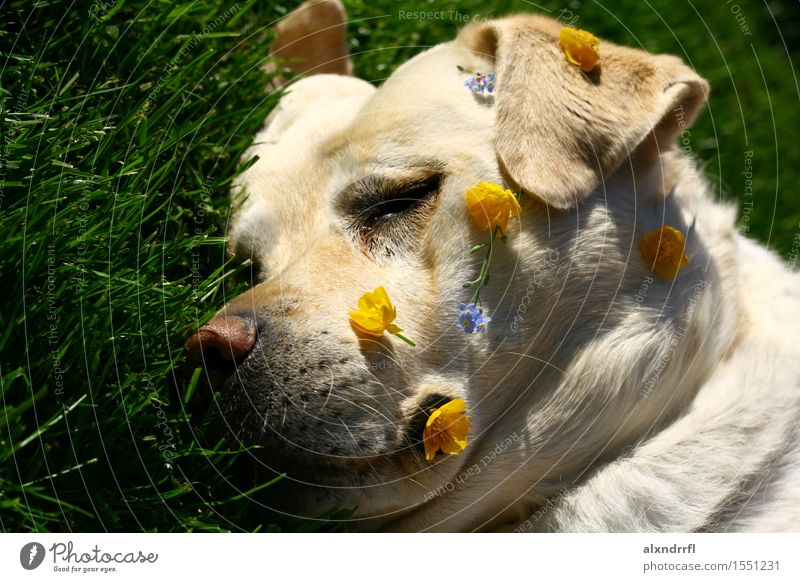 daydreaming Natur Blume Gras Blüte Garten Tier Haustier Hund 1 Erholung genießen schlafen frei Glück niedlich blau gelb grün weiß Euphorie Müdigkeit Farbfoto