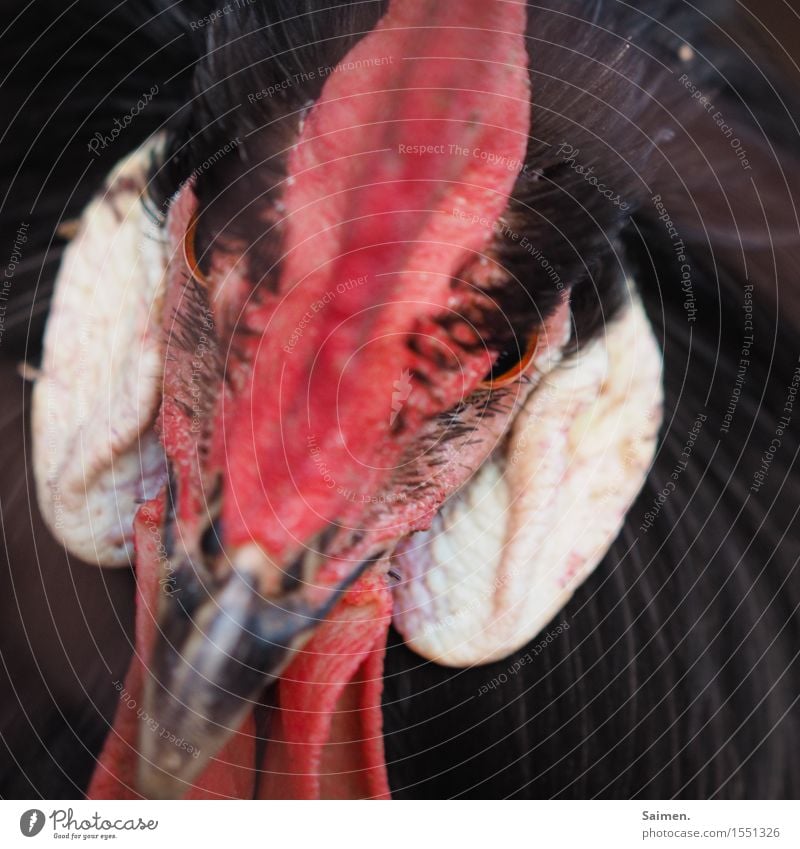 The Evil one Tier Nutztier Vogel Tiergesicht 1 Aggression bedrohlich natürlich rot schwarz Hahn Feder Auge Kopf Hahnenkamm hässlich Farbfoto mehrfarbig