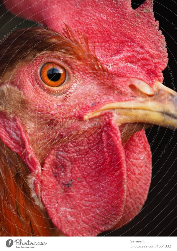 Hühnerauge Tier Nutztier Tiergesicht 1 rot Haushuhn Auge Schnabel Feder Pupille Farbfoto mehrfarbig Außenaufnahme Nahaufnahme Tag Vogelperspektive Tierporträt