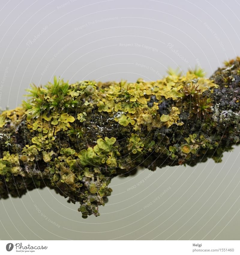 Flechten und Moose... Umwelt Natur Pflanze Frühling Nebel Baum Ast Wald Wachstum authentisch einzigartig klein natürlich braun gelb grau grün Senior bizarr