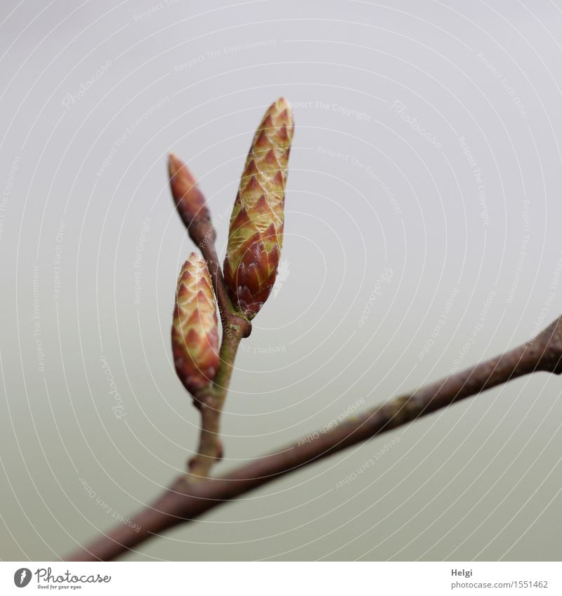 es sprießt... Umwelt Natur Pflanze Frühling Nebel Baum Wildpflanze Zweig Blattknospe Wald Wachstum ästhetisch frisch einzigartig klein natürlich braun gelb grau