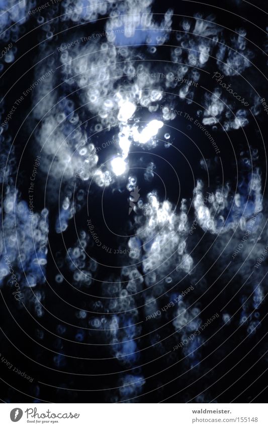 Zweige im Mondlicht abstrakt Mondschein Nacht Unschärfe blau Spiegellinsenobjektiv (Effekt) Gegenlicht Lichtfleck Hintergrundbild Lichtspiel Lichtschein