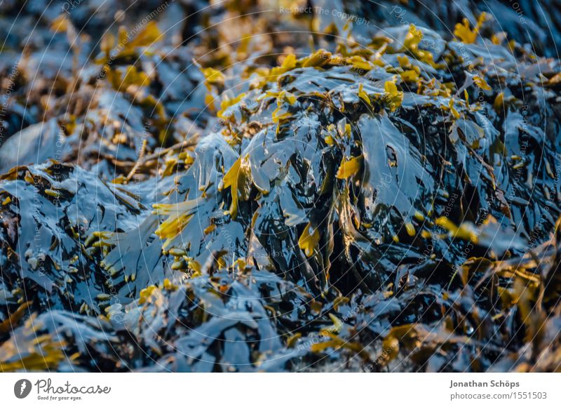 Algensalat Umwelt Natur Landschaft ästhetisch Meer Nordsee blau gelb glänzend Reflexion & Spiegelung Pflanze Strand Ferien & Urlaub & Reisen Wattenmeer See