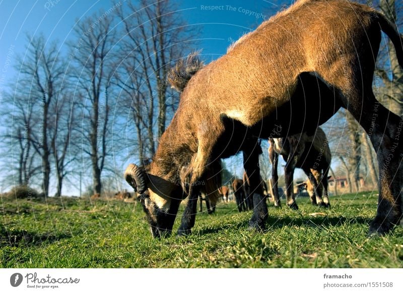 Kameruner Ausflug Natur Landschaft Pflanze Tier Himmel Wolkenloser Himmel Frühling Schönes Wetter Gras Wiese Nutztier Fell Schaf Tiergruppe Herde Fressen