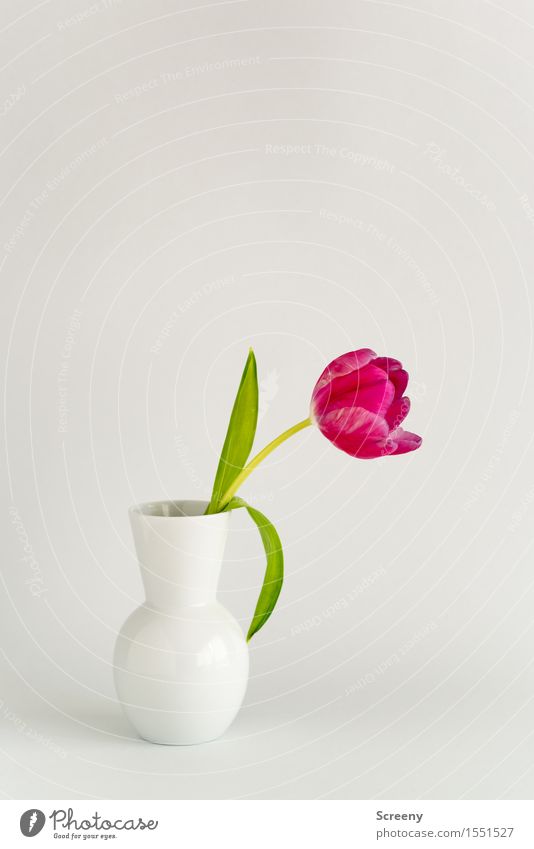 Frühling to go Blume Tulpe Vase natürlich grün rosa weiß ästhetisch Natur Stillleben Blüte Ostern Farbfoto Innenaufnahme Studioaufnahme Menschenleer