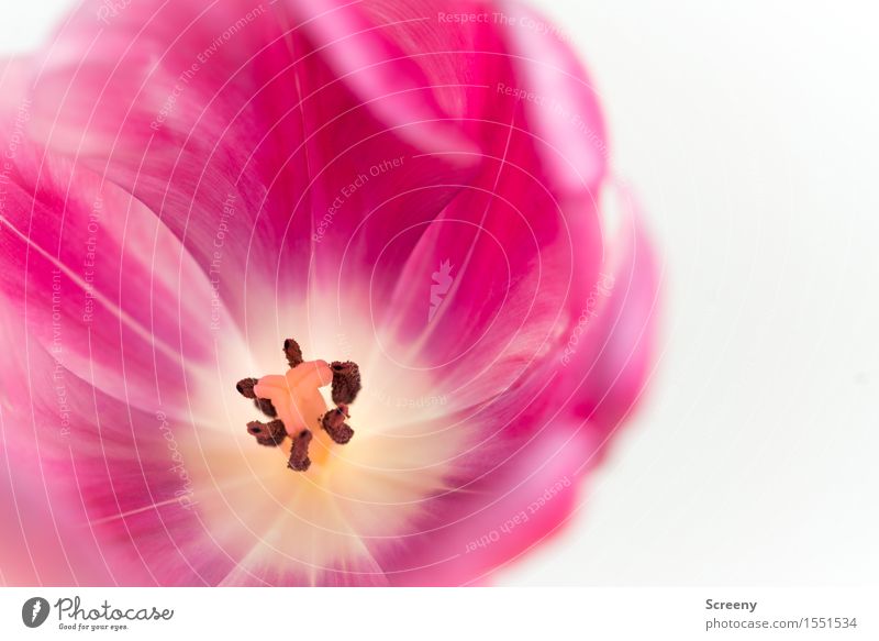 The Opening Natur Frühling Pflanze Blume Tulpe klein rosa Blütenstempel Pollen offen Einblick Blütenblatt Farbfoto Makroaufnahme Textfreiraum rechts Tag