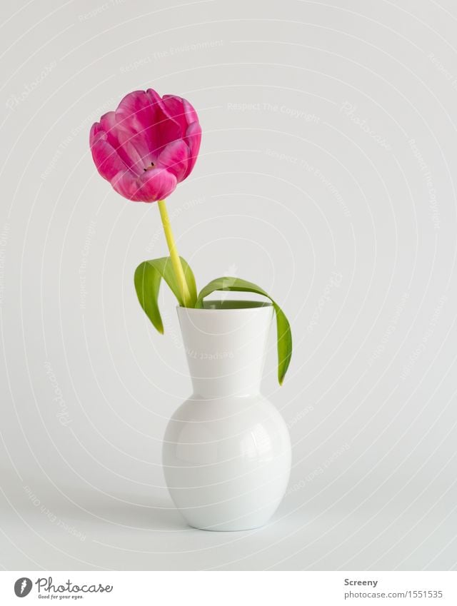 Frühling to go #2 Natur Pflanze Blume Tulpe Blatt Blüte Vase grün rosa weiß Farbfoto Innenaufnahme Studioaufnahme Detailaufnahme Menschenleer Tag