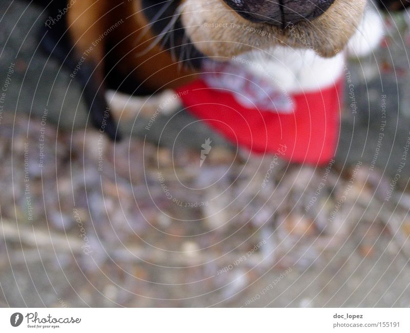 Obey the Basset Hund Tier Halstuch Schnauze Perspektive Anschnitt Momentaufnahme Säugetier Basset Hound Tiefenunschärfe treuer Freund des Menschen