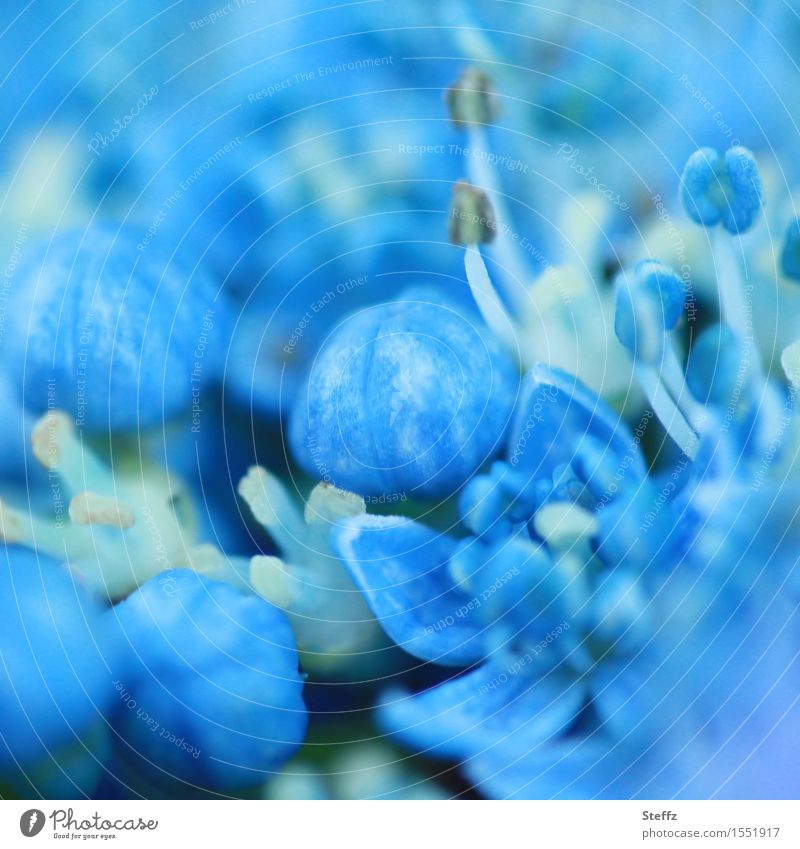 blau wie Hortensie Hortensienblüte Tellerhortensie Innenblüten Hydrangea serrata Blütenknospen Hortensienknospen Japanische Berghortensie blühende Hortensie