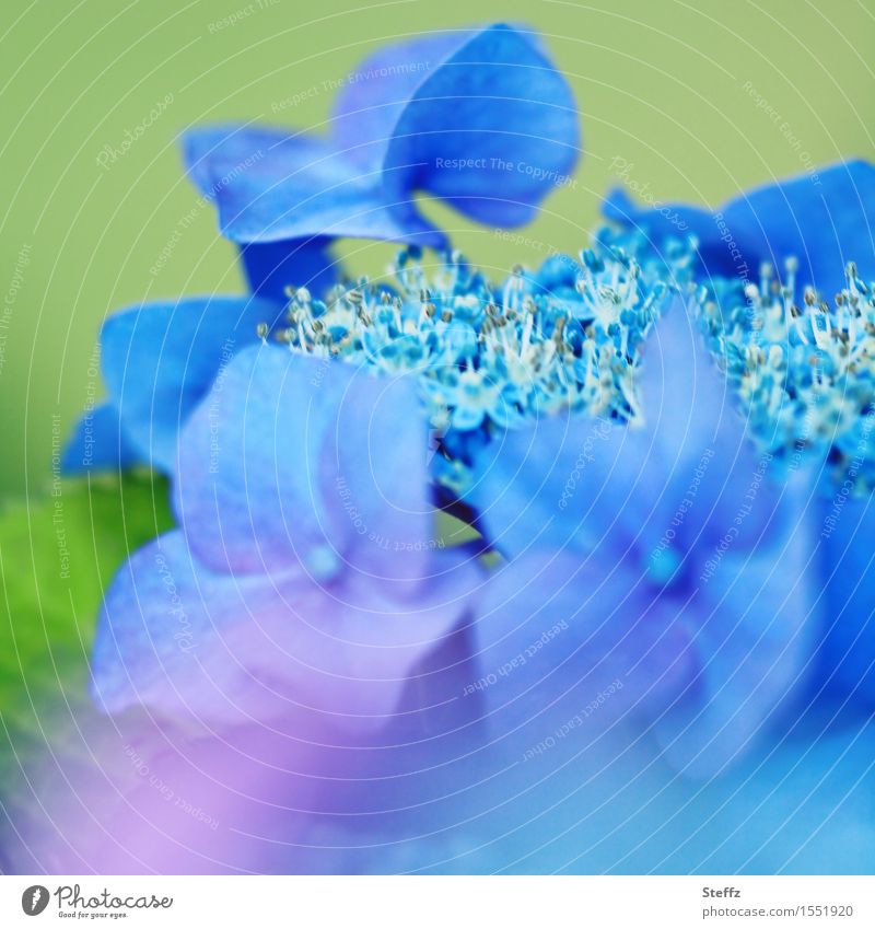 eine Tellerhortensie Hortensie Hortensienblüte blaue Hortensie Gartenhortensie Hydrangea blühende Hortensie romantische Blüte blühende Gartenblume blaue Blüte