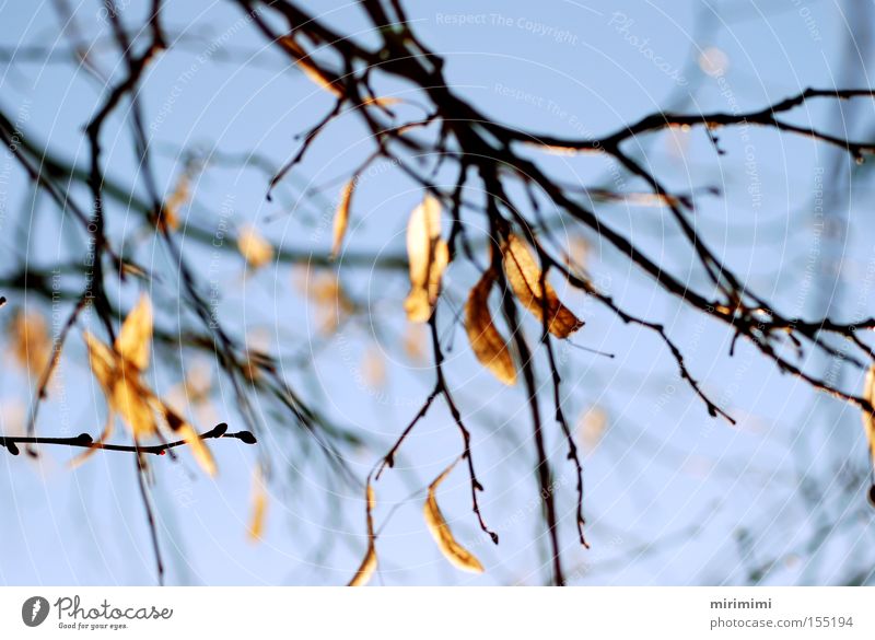 Herbstreste Blatt Baum Ast Winter Landschaft blau