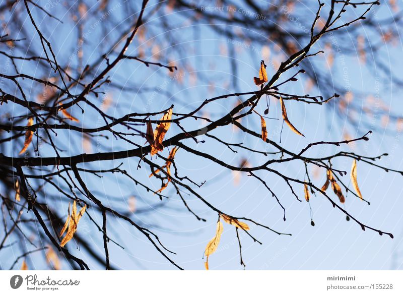 Herbstreste II Blatt Baum Ast Winter Landschaft blau