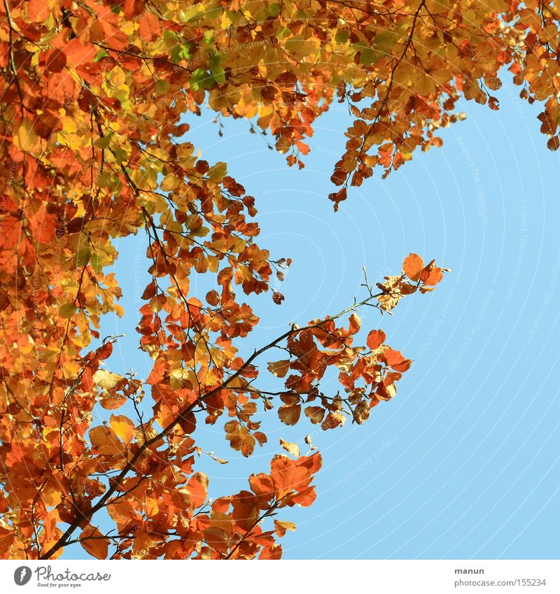 Bunter Rahmen Herbst herbstlich Blatt Baum Vergänglichkeit ruhig mehrfarbig Natur gold Oktober Erntedankfest Herbstfärbung goldener Oktober Farbe